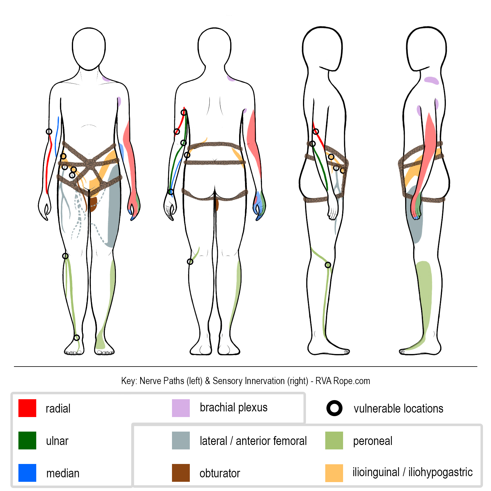 More on Circulation and Nerves RVA Rope